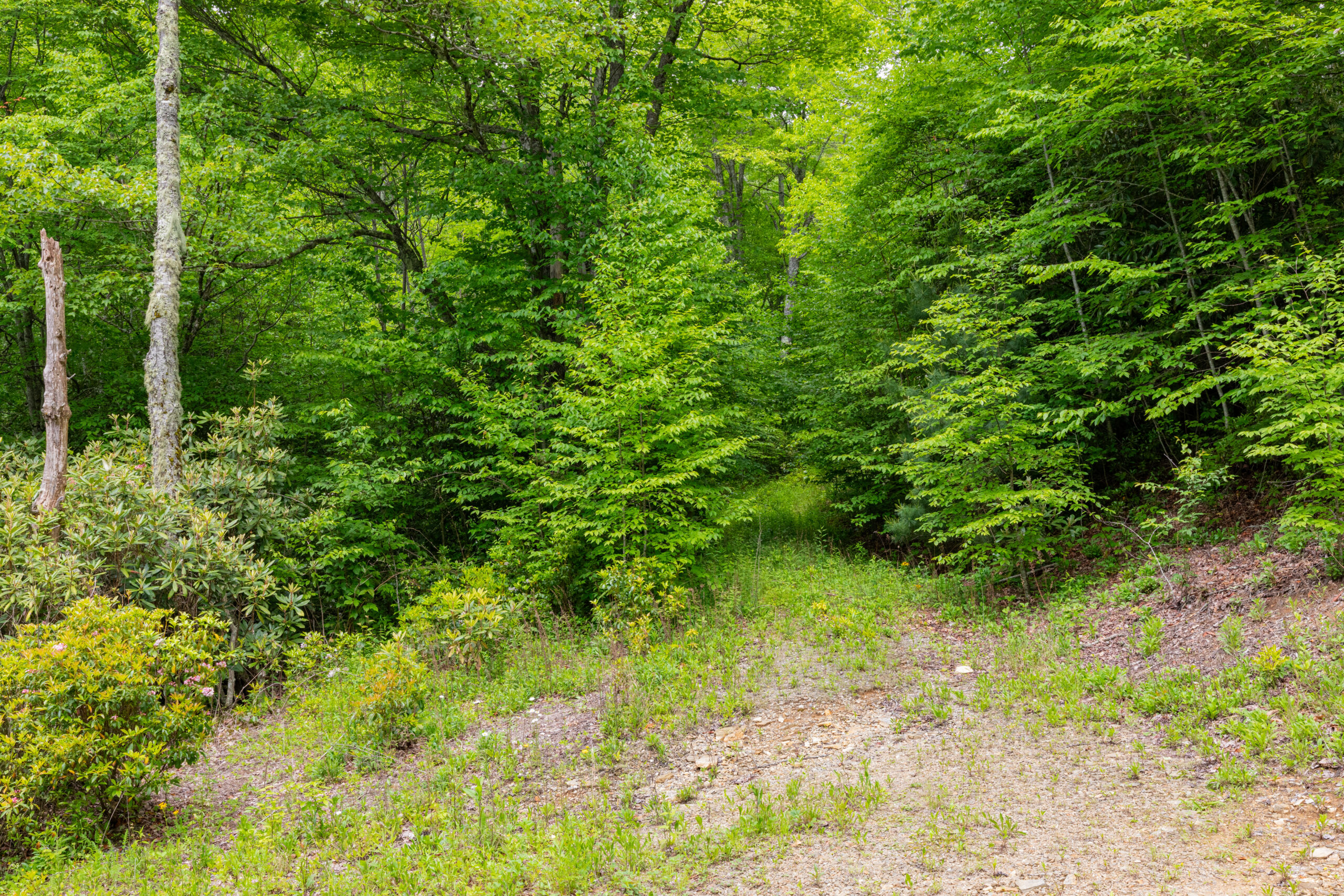 overgrown wooded land