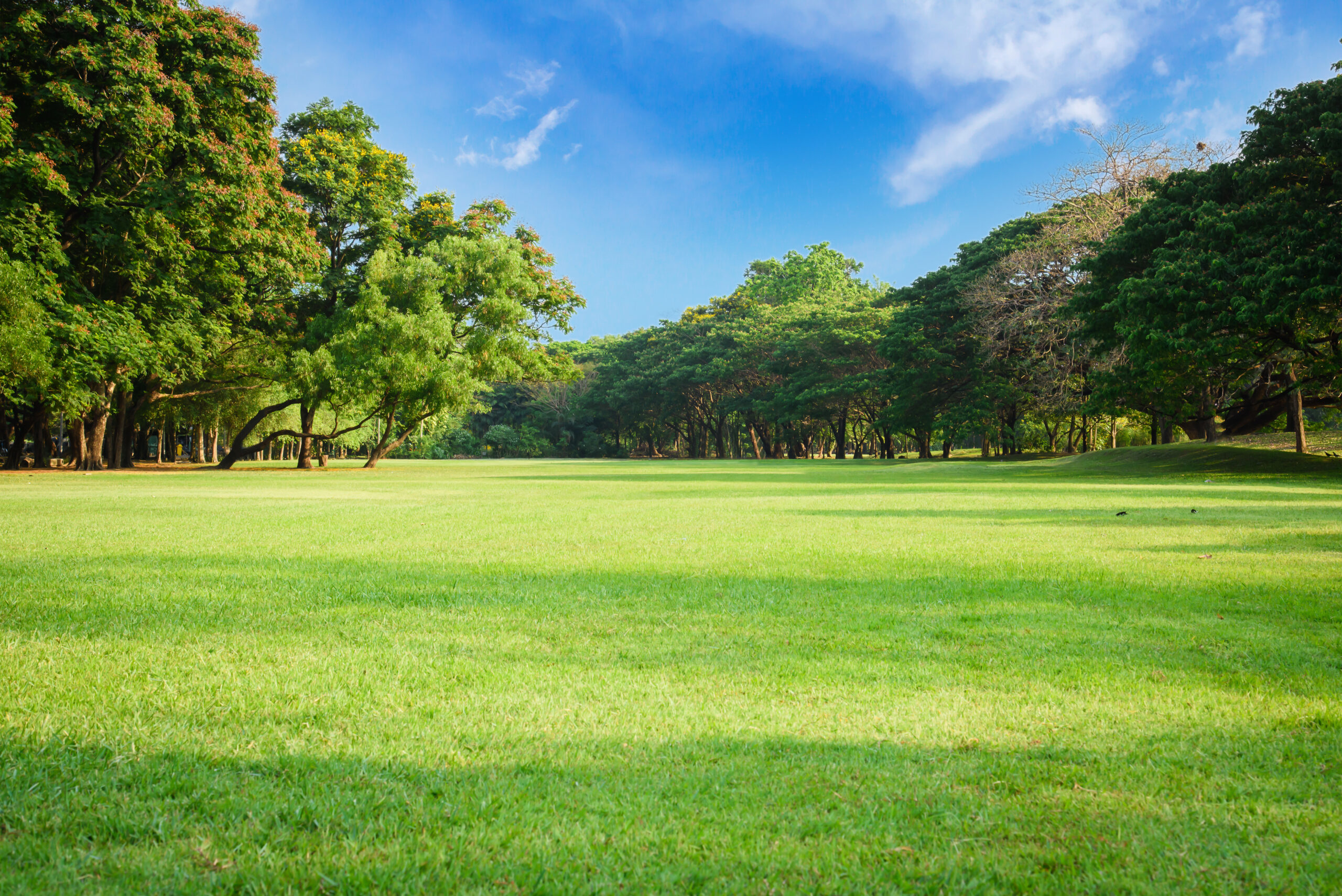Green lawn with blue sky in park